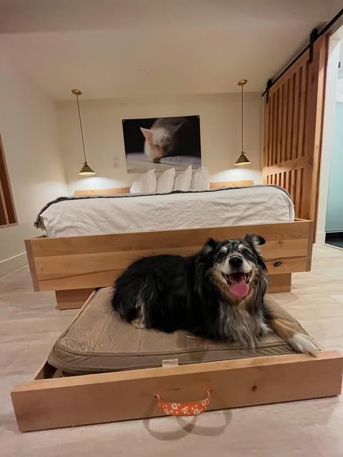 A fluffy dog resting on its bed at home while its family is away
