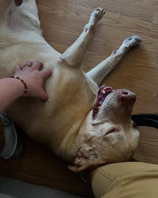 A yellow dog on its back enjoying belly rubs