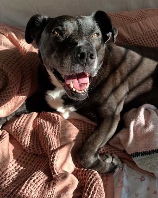 A happy black dog lounging on a pink blanket