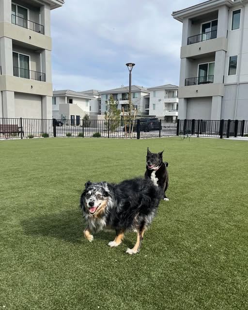 Two dogs playing at the dog park