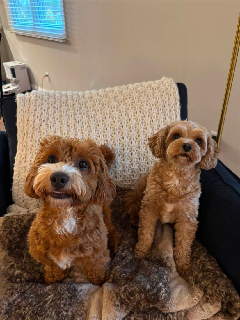 Two doodles sitting together on a couch