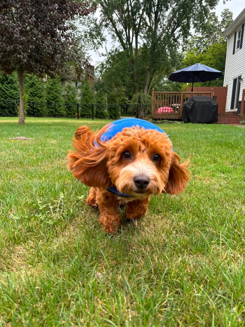 A red doodle running across the grass with a blue ball