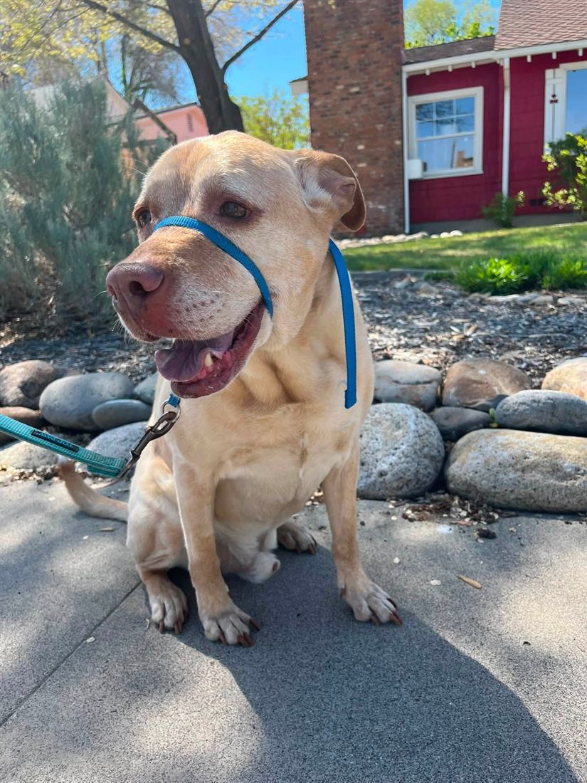 A yellow dog in a blue harness sitting pretty on a walk