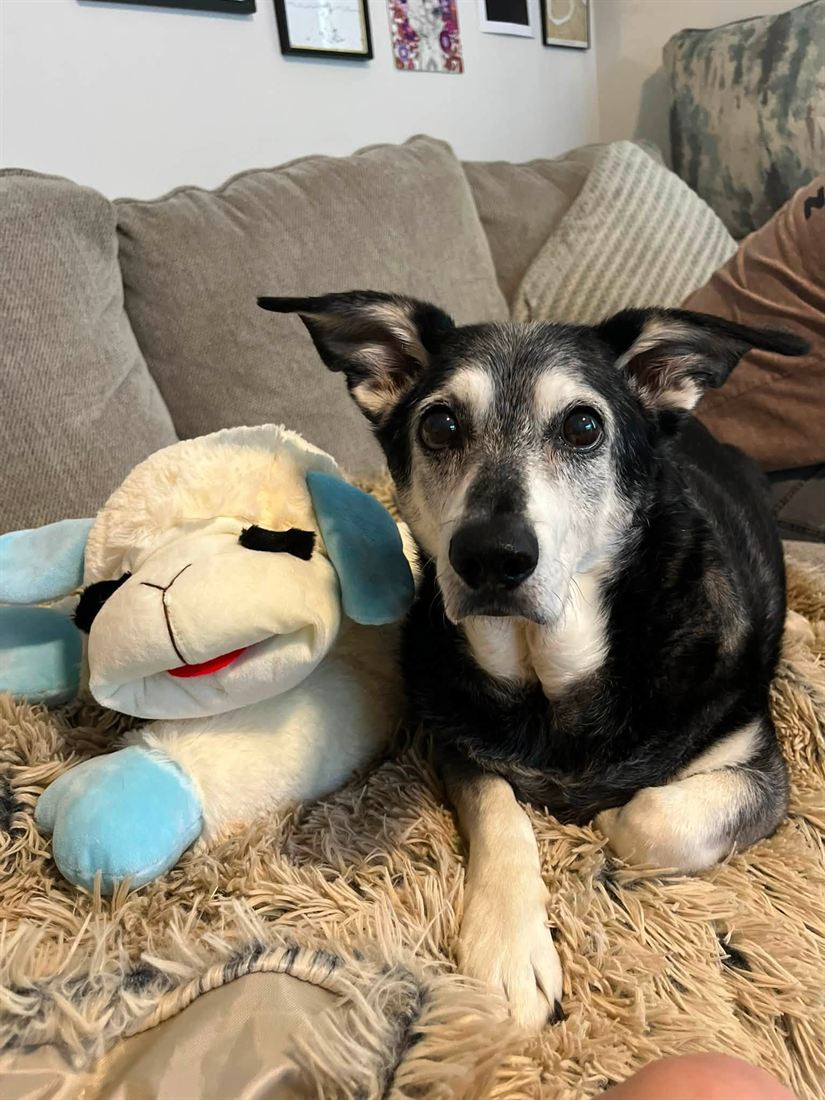 A senior dog cuddled up with a lamb plush