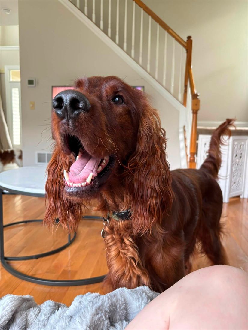 An Irish setter grinning in a sunny living room