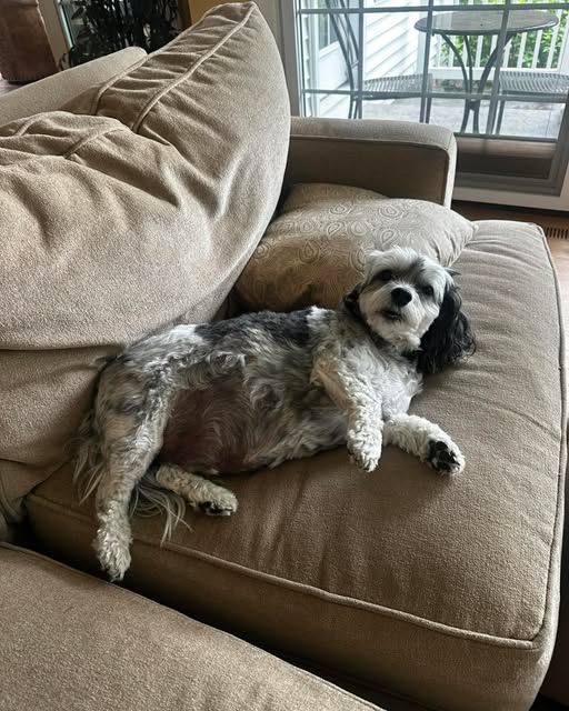 A small dog stretched out on a couch cushion