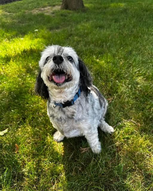 A fluffy black and white pup smiling in the grass