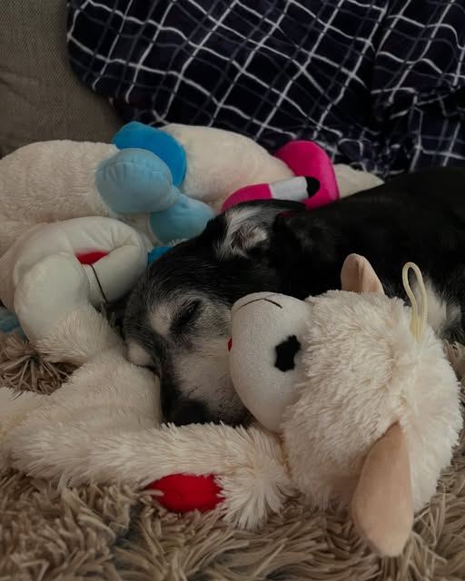 A senior pup asleep in a pile of plush toys